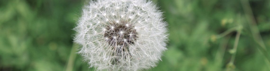 header afbeelding