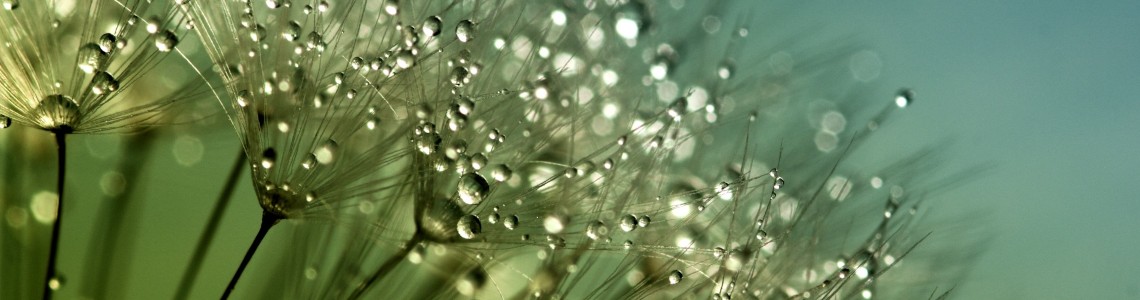 header afbeelding